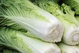 Fresh Celery Cabbage – Premium Export Quality Chinese / Napa Cabbage - TRADE NEPAL LLC - United States