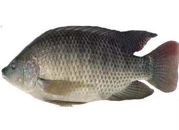 Tilapia Niloticus Frozen Grade - PT CITY SEJAHTERA SENTOSA - Indonesia