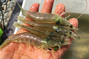 IQF Frozen White Vannamei Shrimp Low MOQ Dried Boxed Promotion Black Tiger Shrimp Fresh Style from CPW TRADE LTD IQF Frozen White Vannamei Shrimp Low MOQ Dried Boxed Promotion Black Tiger Shrimp Fresh Style - CPW TRADE LTD - United Kingdom