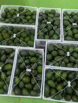 IDEAL RIPENING PERFORMANCE AVOCADOS RICH BUTTERY FLAVOR FRESH HARVEST QUALITY AVOCADO ON SALE - Sosa Merchant Solutions - Austria