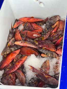 Chilled and Live Grouper fish - High Sea Ventures pvt ltd - Maldives