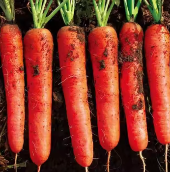 FRESH CARROT Packaging 25KG - PT RENDANG UNI TUTIE - Indonesia