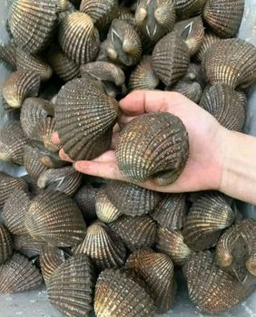 Blood Clam/ Cockle (Live and Frozen) Style Live and Frozen Packaging Thermocol Box Place of Origin Indonesia Specification 10-130 - PT Najah Triumph Optima - Indonesia