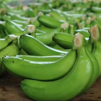 Good Cheap Price High quality Farm Price Tropical Banana Fresh Cavendish Banana Origin Vietnam ready to flexible export - EXIMGROUP - Vietnam