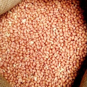 WHITE PEANUTS from AGRO AFRIQUE COMPANY LIMITED WHITE PEANUTS - AGRO AFRIQUE COMPANY LIMITED - Tanzania