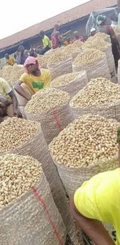 Groundnut - Agro africa - Senegal