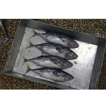 Frozen Skipjack Tuna Fish Naturally Harvested Marine Product For Bulk Seafood Importers And Export Distribution - TOSOH INTERNATIONAL - South Africa
