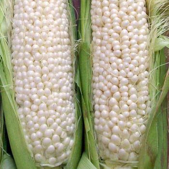 White Corn With 98% Purity For Agricultural Buyers Seeking Reliable Grain Quality And Bulk Availability - TOSOH INTERNATIONAL - South Africa