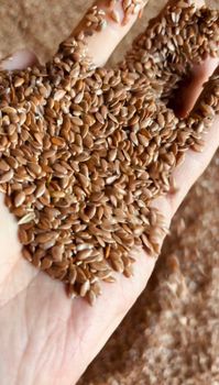 We supply Flax seed/linseed (DAP/FCA/FOB) in 40 ft. Containers (big-bags/50kg bags) - ExAlem - Russian Federation