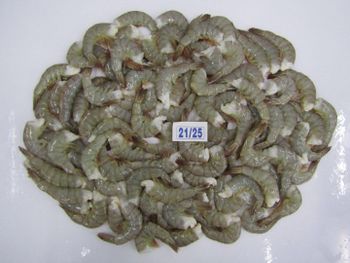Seafood - amigoseafood co - India