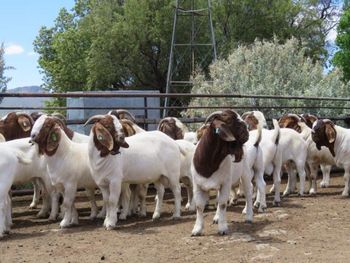 BOER GOATS Packaging - AGRO AFRIQUE COMPANY LIMITED - Tanzania