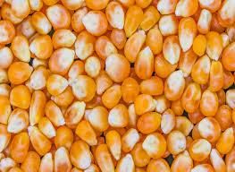 Grade A Yellow and White Maize Corn Wholesale Bulk Supply Export Quality Animal Feed for Cattle - THE GREEN INTERNATIONAL LIMITED - Tanzania