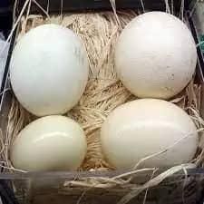 Best Quality Ostrich Eggs Wholesale Price Hot Selling Natural Eggs Direct From Farm Factory Price Supply - AL JABLI TRADING COMPANY LIMITED - Tanzania