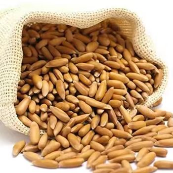Good Quality Top Selling Pine Nuts Chilgoza Grade A Type Pine Nut Ingredients Nut Shelf Life 1 Year Texture Crisp Nut Processing Type Raw - SILVERSTONE IMPORT AND EXPORT LIMITED - Tanzania