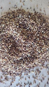 Natural brown Sesame seed from Kk transport & logistics Natural brown Sesame seed - Kk transport & logistics - Italy