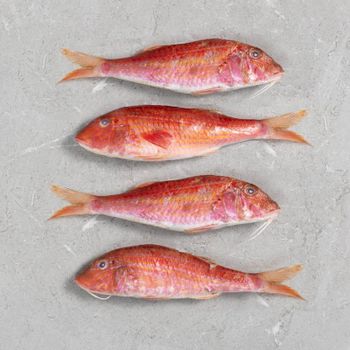 Frozen Red Mullet Top Grade 10kg Bulk Supply Wholesale Vacuum Pack OEM/ODM Service Available for Global Importers - TRADECENTRIC LLC - United States