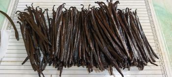 Vanilla Bean Gourmet From Indonesia - cv hanjaya teknologi indonesia - Indonesia