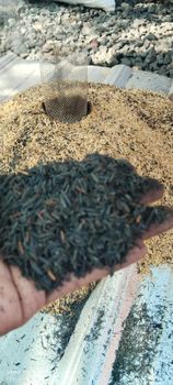 Burnt Rice Husk from PT. Cahaya Lestari Agronusa Burnt Rice Husk - PT. Cahaya Lestari Agronusa - Indonesia
