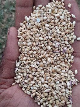 White Sorghum Grain Shape Small And Round Place of Origin South Africa Grain Texture Hard Outer Layer Certification Food-grade Certified - Chezlynne Trading (Pty) Ltd  - South Africa