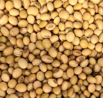NON GMO Soybean Available for Cheap Price / Premium Quality Non-GMO Yellow SoyaBeans with High Protein/Soybean Meal 48% Protein