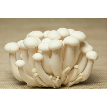 Factory supply high quality fast delivery natural fresh room temperature white shimeji mushroom - UNIONSUM INDUSTRIES LIMITED - Hong Kong
