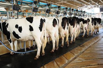 Fresh Dairy Cows For Sale With Strong Milking Potential Good Udder Development And Healthy Livestock Condition - CPW TRADE LTD - United Kingdom