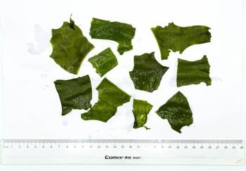 dried cut wakame Form Dried Texture Cut Origin China Features Vegan Product Type seaweed Quality Control Stringent Quality Focus High-quality - Qingdao Runledo Import&Export Co.,ltd - China
