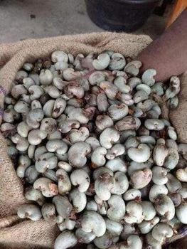 Raw Cashew Nuts - LARRY-SENATE MULTI VENTURES - Nigeria