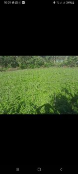 Agriculture, Food & Beverage from Jm co limited Agriculture, Food & Beverage - Jm co limited - Kenya