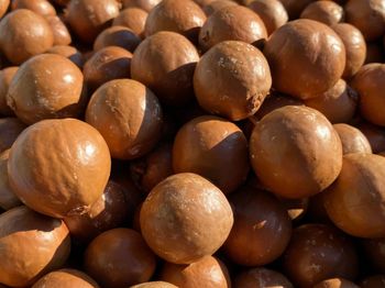 Macadamia - The Docking Bay - South Africa