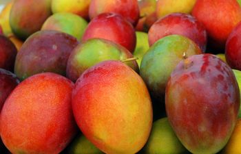 Premium Fresh Kent Mangos Sweet Tropical Fruit For Healthy Daily Snacks And Juice Lovers Worldwide - TRADECENTRIC LLC - United States