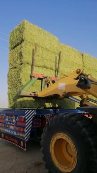 Alfalfa - Teiba for export cotton and agricultural products  - Egypt