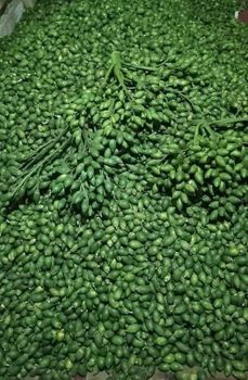 Raw Betel Nuts - PT Artha Rizki Ageng - Indonesia