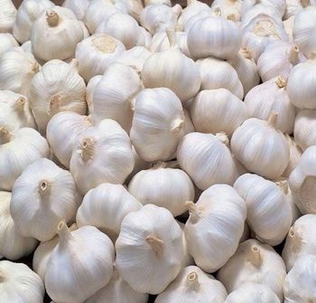 White Garlic - AVANCE FOR IMPORT AND EXPORT - Ukraine