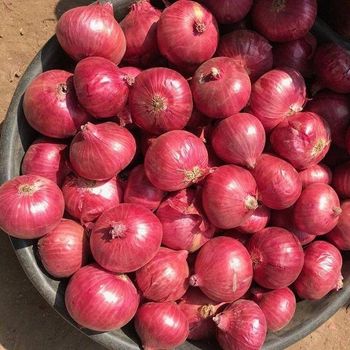 Fresh Onion High Quality Whole Natural Bulbs Carefully Selected Farm Produce Rich Flavor Healthy Cooking Ingredient – product photo, Top Quality Products