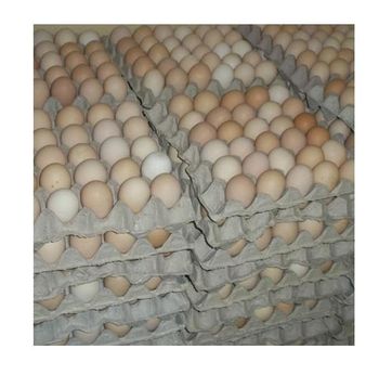 Fresh Brown Table Eggs Chicken Eggs / Fresh Chicken Table Eggs Brown and White -  CALIPSO POLSKA SP Z OO  - Poland