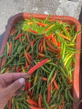 BIRD EYE CHILLI - ART LOG MAROC - France