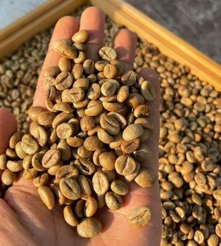 Coffee Beans - Robusta - Steve Agro Exports - Tanzania