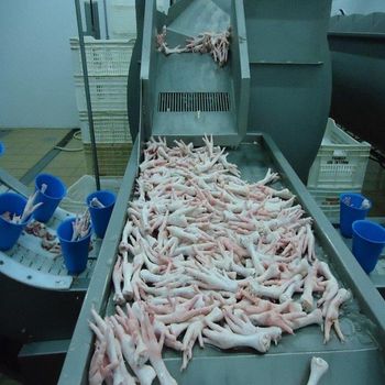 Frozen chicken and meat pie - Sustainable business - Iran