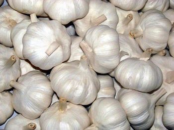 Fresh Garlic-Alho-Chesnok from Vietnam – High Quality, Competitive Price, Bulk Export Supplier, Contact +84 396549272 – product photo, Fresh Black Garlic products found from trusted suppliers, wholesalers, manufacturers & exporters Listing