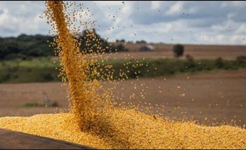 GMO & NON-GMO CORN - Agabyte Agro Connect - Ghana