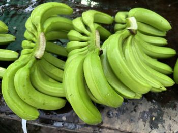 G9 banana from RS Fruits Exports and Imports G9 banana - RS Fruits Exports and Imports - India