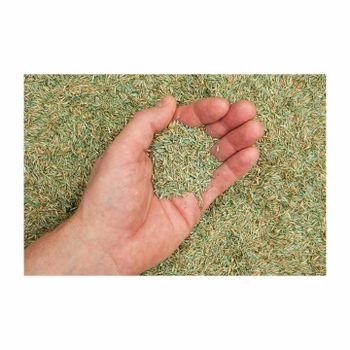 Premium Wholesale Alfalfa Seed for Sale – High Germination Non-GMO Certified Seed for Forage, Hay Production, Livestock Feed, Cover Crop, and Global Export Supply - agroturaspzoo - Poland