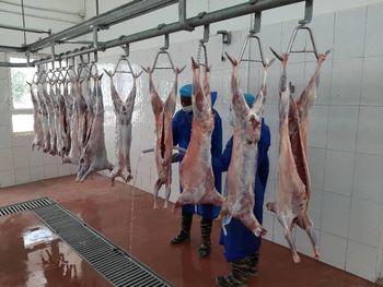 Beef Omasum Origin South Africa Foreign Matter None Moisture Content ≤ 5% Type Edible Offal – Beef Omasum Odor Neutral, Free From Off - BF GLOBAL TRADING (PTY) LTD - South Africa
