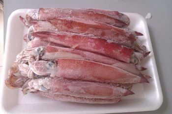 Frozen Calamari Export Quality Seafood Prepared For Bulk Buyer Demand With Natural Taste And Uniform Processing Standards - TOSOH INTERNATIONAL - South Africa