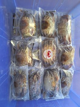 Soft Shell Crabs Size 120 - 150 Gram Each Packaging 30 L Styrofoam Box Price Usd 344-364 Per Styrofoam Box Delivery Time 10-15 Days After - Bumi Etam Sentosa - Indonesia