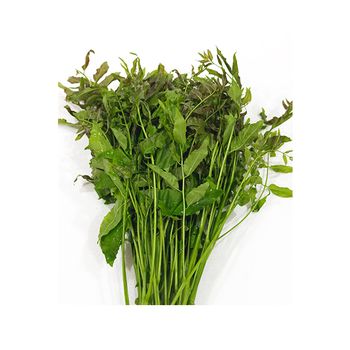 New Crop Of Fresh Margosa Leaf Wholesale Price Vacuum Pack Fresh Margosa Leaf Other Fresh Vegetables For Sale - Progress World Co.,Ltd. - Thailand