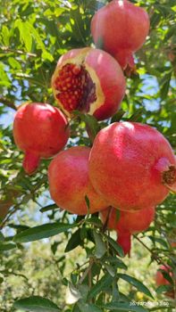 pomegranate Type Normal Hs Code 08109010 Packaging Standard Boxes Per Pallet 200, 240 Boxes Per 40 Ft Container 4144, 4800 - Sma Arabia for international trading - Egypt