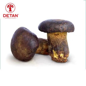 China fresh/frozen Mushroom Edible Fungus Boletus Edulis Porcini - Shanghai Detan Mushroom & Truffles Co., Ltd. - China
