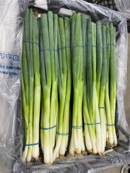 Spring Onions | Fresh Harvest Grade A | Global GAP Certified | High Shelf-Life for Global Export 🇪🇬 - Organic For Import & Export And Commercial Agencies - Egypt